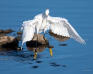 SnowyEgret-325.jpg