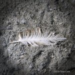 feather 500_6622.jpg