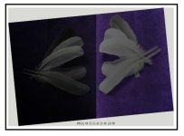Reflected feathers.JPG