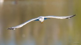 Gull-300.jpg