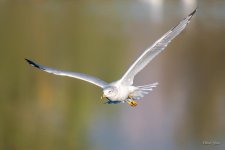 Gull-302.jpg