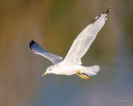 Gull-303.jpg