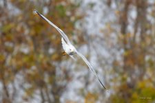 Gull-304.jpg