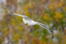 Gull-305.jpg