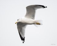 Gull-306.jpg