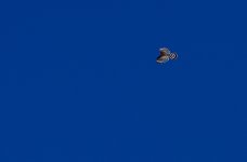_ROY2473_02.jpg