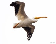 PelicanOvercast-300.jpg