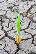 growth-300.jpg