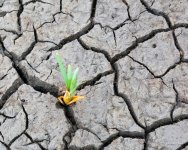 growth-301.jpg