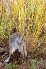 Stump-300.jpg