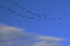 10-16-18-cr__7507783.jpg
