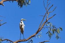 Stork 1.jpg