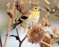 Goldfinch-300.jpg