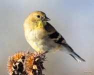 Goldfinch-304.jpg
