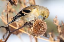 Goldfinch-301.jpg