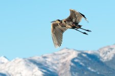 GBH-351.jpg