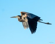 GBH-352.jpg