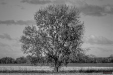 Lone-Tree-002-BW.jpg