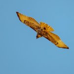 DSC_1946-Edit.jpg