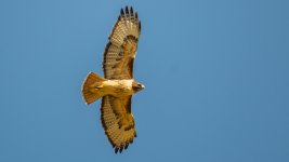DSC_1955-Edit.jpg