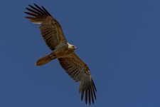 Hawk 1.jpg