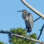DSC_1338.jpg
