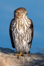 CoopersHawk-309.jpg