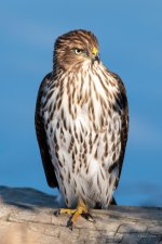 CoopersHawk-310.jpg