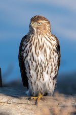 CoopersHawk-311.jpg