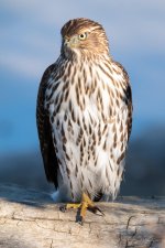 CoopersHawk-312.jpg