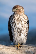 CoopersHawk-313.jpg