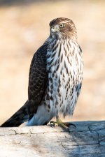 CoopersHawk-314.jpg