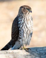 CoopersHawk-315.jpg