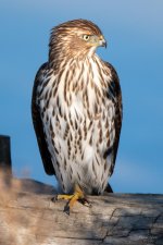 CoopersHawk-316.jpg