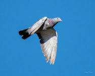 Pigeon-300.jpg