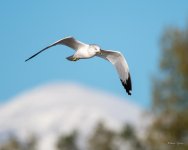 GullFlight-310.jpg