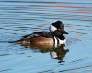 HoodedMerganser-301.jpg