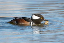 HoodedMerganser-300.jpg