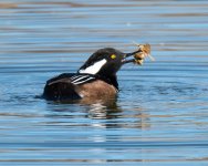 HoodedMerganser-303.jpg