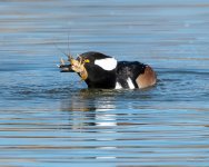 HoodedMerganser-304.jpg