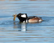 HoodedMerganser-305.jpg