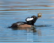 HoodedMerganser-302.jpg