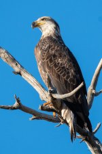 BaldStearns-306.jpg