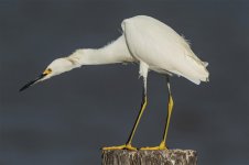 DSC_2062.jpg