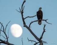 EagleMoon-303.jpg