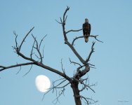 EagleMoon-300.jpg