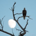 EagleMoon-301.jpg