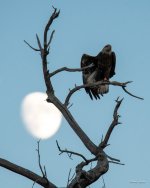 EagleMoon-302.jpg
