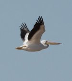 bird1 (1 of 1).jpg