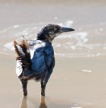 bird2 (1 of 1).jpg